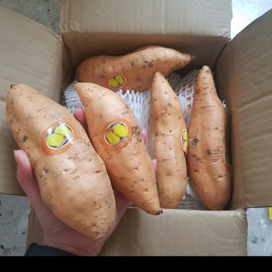 FRESH HONEY SWEET POTATO